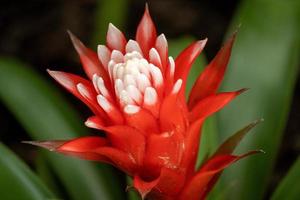 bromelia flor roja y blanca foto