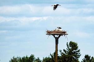 stork nest on the pole photo