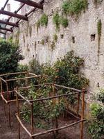 cultivo de limones en el lago de garda foto