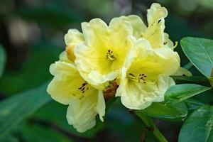 Flower of a rhododendron in May photo