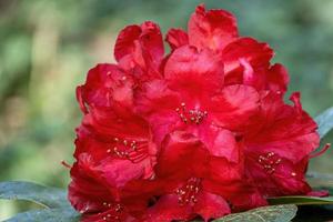 Flower of a rhododendron in May photo