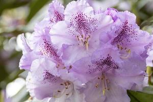 flor de un rododendro en mayo foto