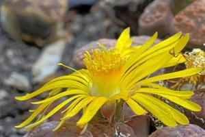 yellow flower of lithops photo