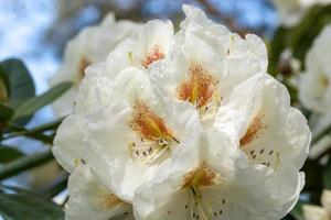 Flower of a rhododendron in May photo