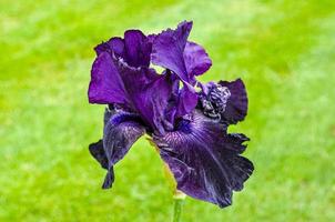 closeup of blue flowers iris photo