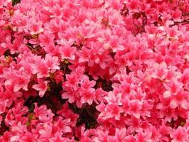 closeup of red flowers rhododendron photo