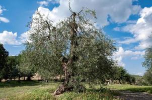 tree in the field photo