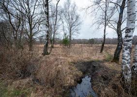 trees with small river in winter photo