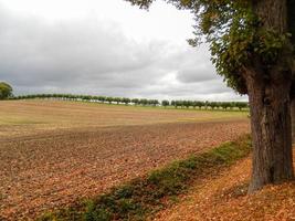 una línea de árboles en el fondo de un campo foto