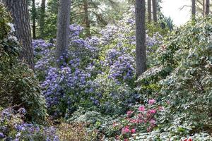 Flower of a rhododendron in May photo