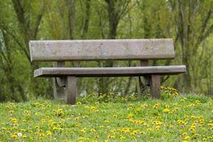 bench in a meadow with trees photo