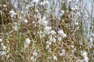 grass with wight flowers in the wind photo