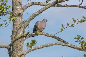 dove on a branch photo