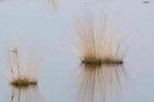 reeds in the water photo