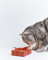 scottish straight cat shiffing ribbon on red gift, white background, copy space, vertical photo