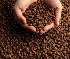 manos de mujer sosteniendo en un montón de un gran puñado de granos de café en el fondo del café foto