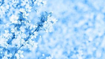 Classic blue, toned image. Branch with blossoms Sakura. Abundant flowering bushes with buds cherry blossoms in the spring. Prunus incisa. Long width banner photo