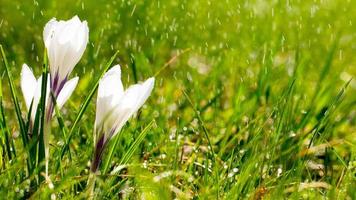 Crocus flowers on meadow in the sunshine in the rain. Long width banner photo