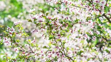 Branch with blossoms Sakura. Abundant flowering bushes with pink buds cherry blossoms photo