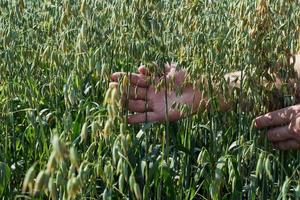 man's hand touches the ears of oats, a green field on a Sunny day, agriculture photo