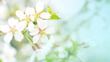 Flowers of cherry blossom in the soft pink light, sacura with bokeh and filters, floral background. photo