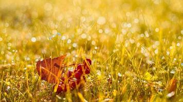 Autumn, fall banner with orange field grass, leaves and berries in sunset rays photo
