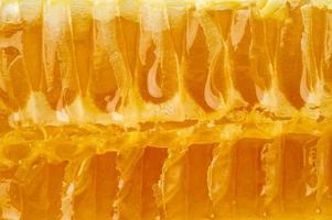 primer plano de panal de abeja, miel dulce goteante fibrosa fresca, fondo macro foto