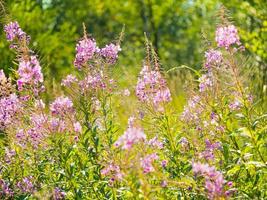 Fireweed or willowherb flowers in summer meadow, floral background photo