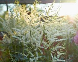 Beautiful Bush of flowers Astilbe with a fluffy white panicles photo