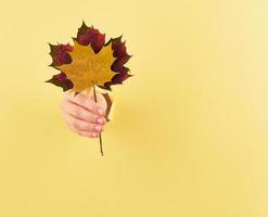 Woman holding a bouquet of fall leaves on yellow background copy space photo