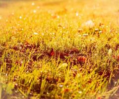 glade with grass and leaves, sunlight on beautiful meadow, bokeh and light glare, autumn