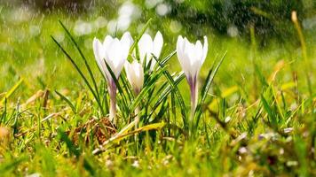 Crocus flowers on meadow in the sunshine in the rain, light drizzle in summer. Long width banner photo