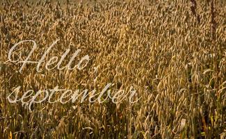 estado de ánimo otoñal con saludo hola septiembre, campo de avena en el campo, agricultura en la granja foto