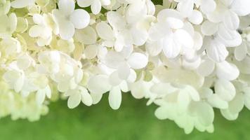 many small flowers of white hydrangea on a green background. photo