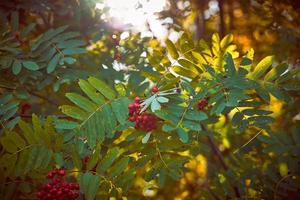 Moody dark art photo of Rowan on dark green background, sunlight