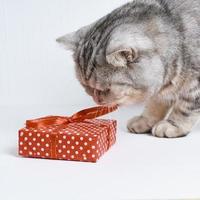 gato heterosexual escocés comiendo cinta en regalo rojo, fondo blanco, mascota en postal de vacaciones foto