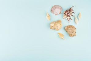 Concept of seashells on blue background top view copy space, mockup of travel and ocean photo
