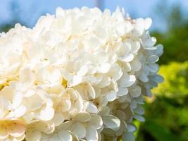 hermosa hortensia grande blanca floreciente, fondo floral