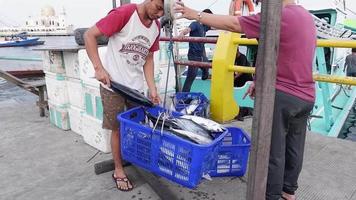 a video of a person weighing fresh tuna from fishermen in the port to be sold at the market. bontang, east kalimantan, indonesia, april 13 2022