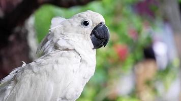 selective focus on white parrot isolated on blurred background video