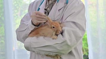 um veterinário está tratando um coelho em um hospital de animais.