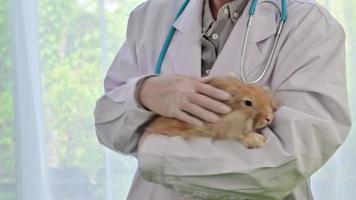 Ein Tierarzt behandelt ein Kaninchen in einer Tierklinik.