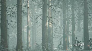 mystical winter forest with snow and sun rays coming through trees video