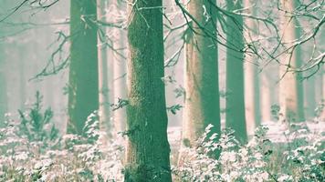 forêt magique de décembre avec la lumière des rayons du soleil video