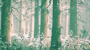 mystischer Winterwald mit Schnee und Sonnenstrahlen, die durch Bäume kommen video