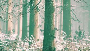 brouillard dans la forêt par une froide journée nuageuse d'hiver avec la première neige video