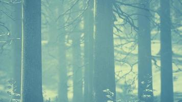 Fog in the forest on a cold winter cloudy day with first snow video
