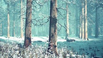 Trees in misty winter forest frosty and foggy video