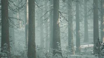 nevoeiro na floresta em um dia nublado de inverno frio com primeira neve