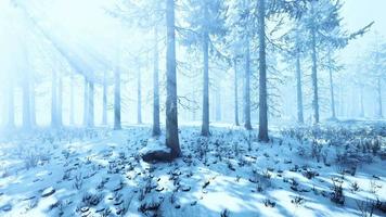 arbres dans la forêt d'hiver brumeuse givrée et brumeuse video